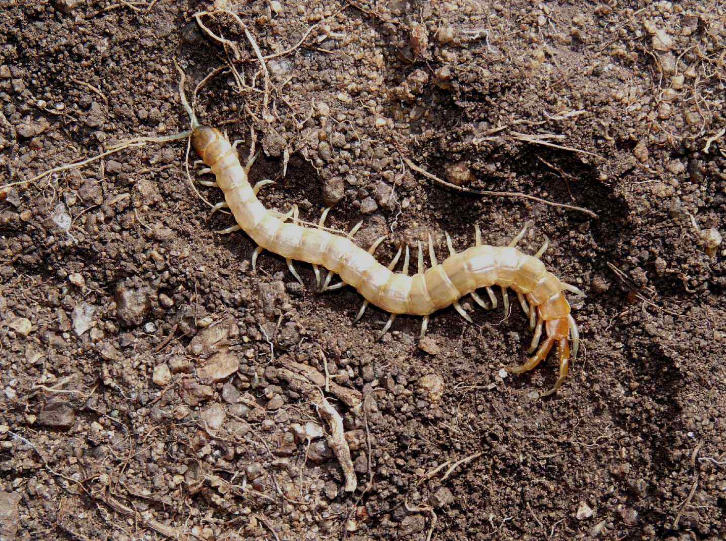 Scolopendra da determinare